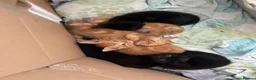 Mixed Breed cats for sale: 5 kittens left  - Advert 3