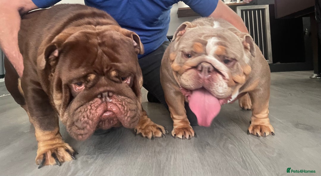 English Bulldog dogs for sale: Quality English bulldogs  - Image 15