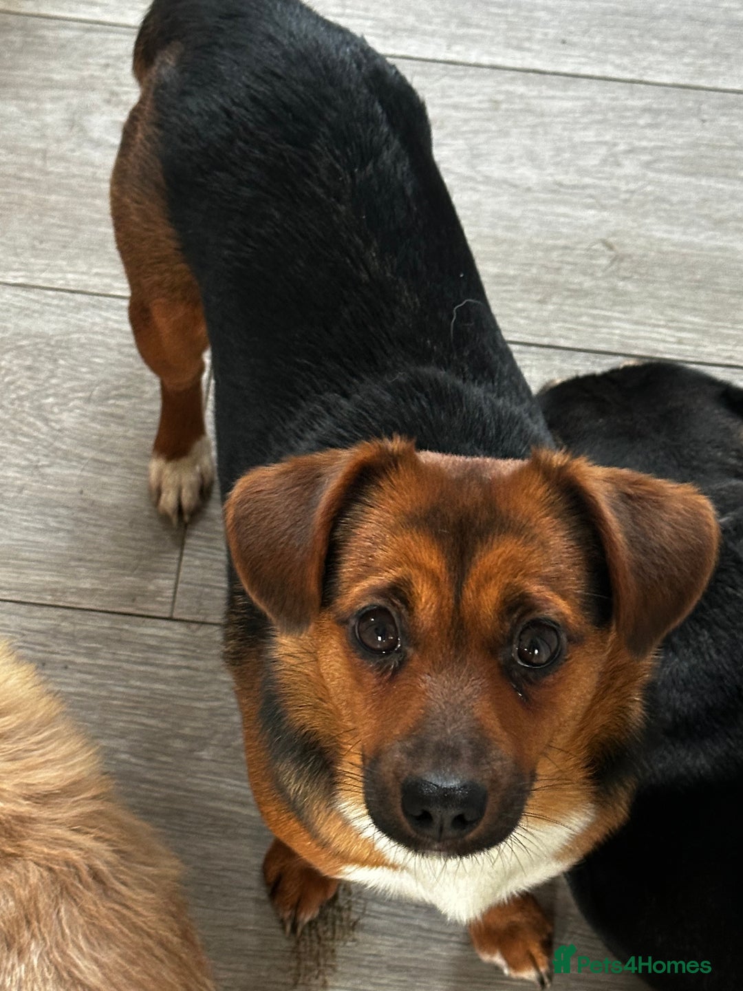 Mixed Breed dogs for sale: 2 lhasa jack russell bitches - Advert 3