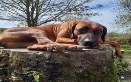 Rhodesian Ridgeback dogs for sale: Rhodesian Doberman  - Advert 2