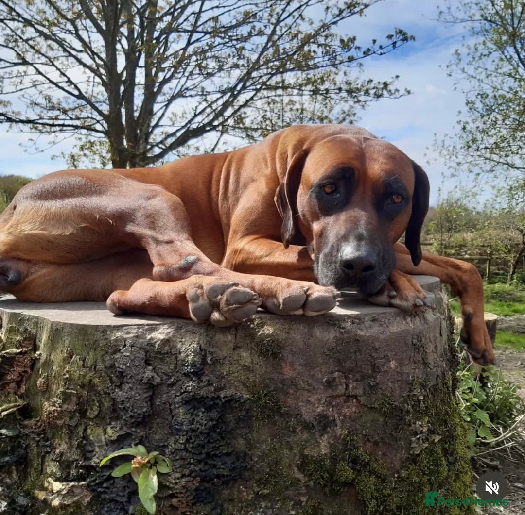 Rhodesian Ridgeback dogs for sale: Rhodesian Doberman  - Advert 2