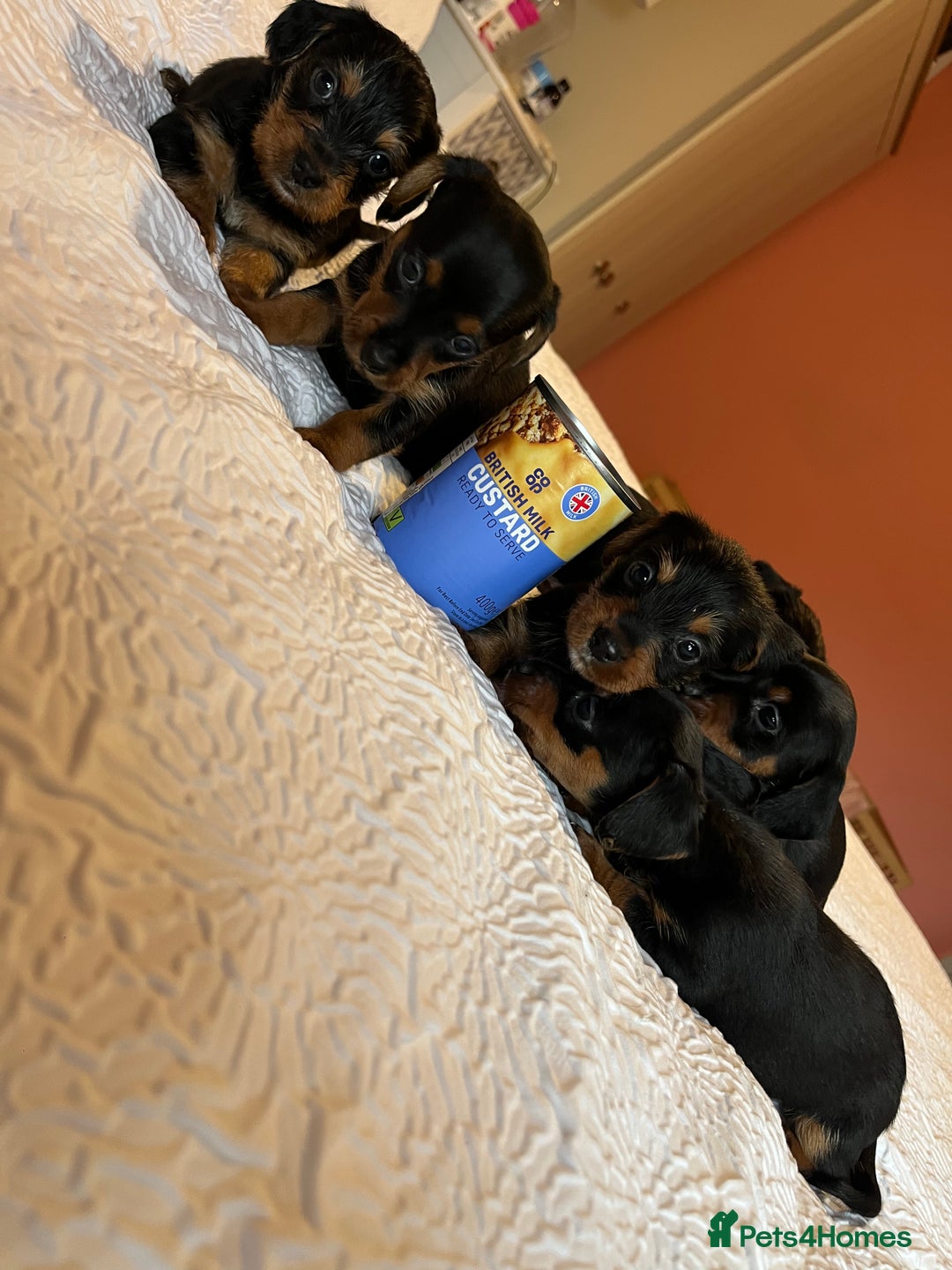Mixed Breed dogs for sale: Adorable Dorkie puppies  - Image 11