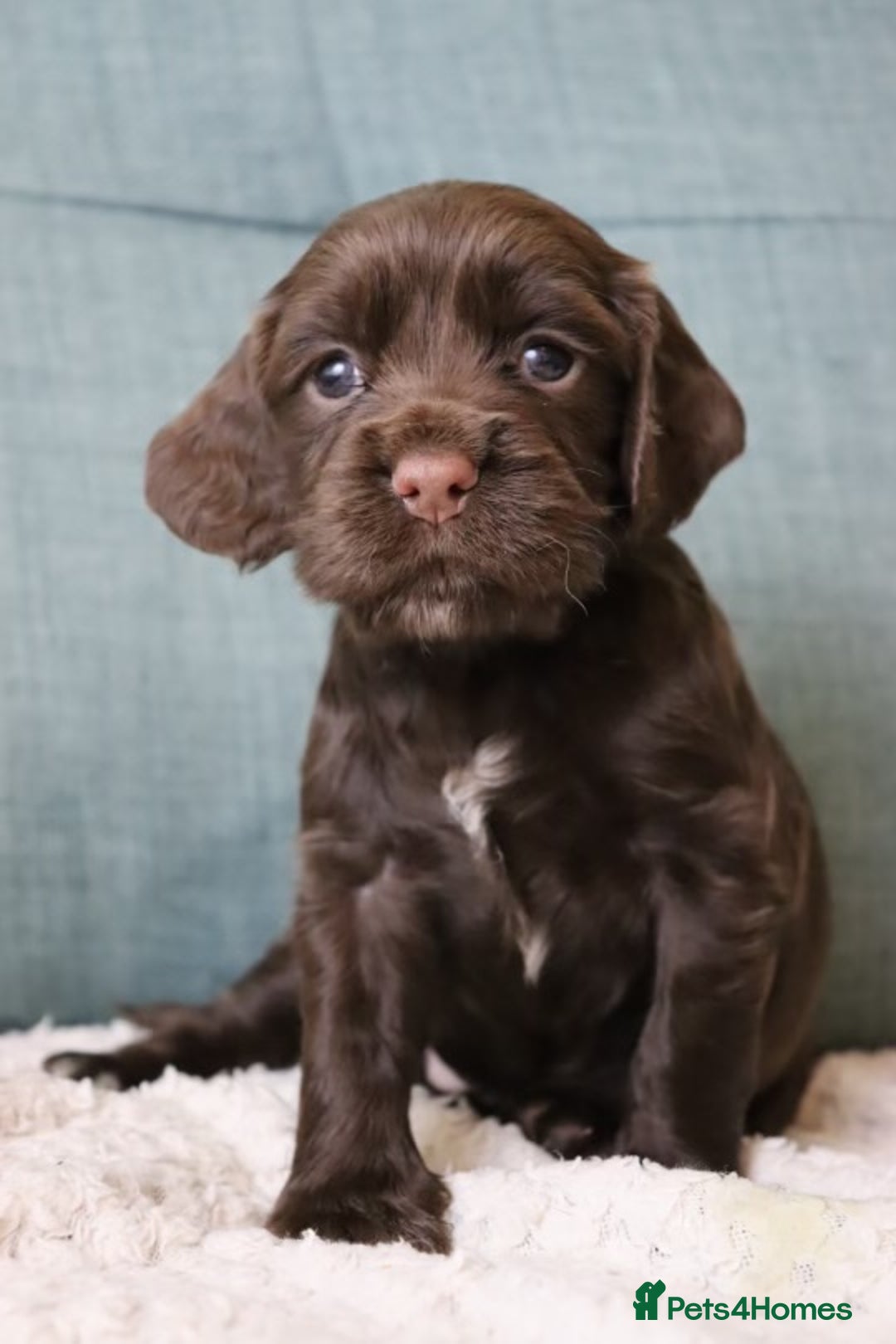 Cocker Spaniel dogs for sale: *Last little boy* chocolate cocker spaniel - Advert 20