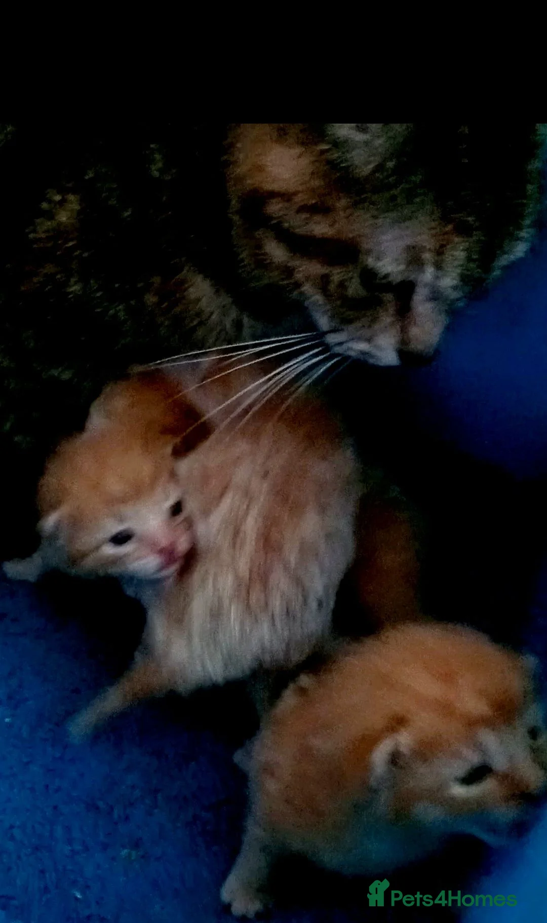 Mixed Breed cats for sale: Ginger tabby boys - Advert 3