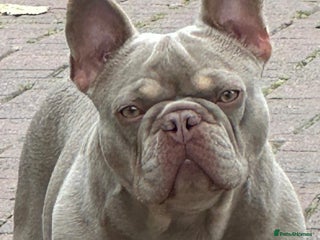 French Bulldog dogs - Advert 6