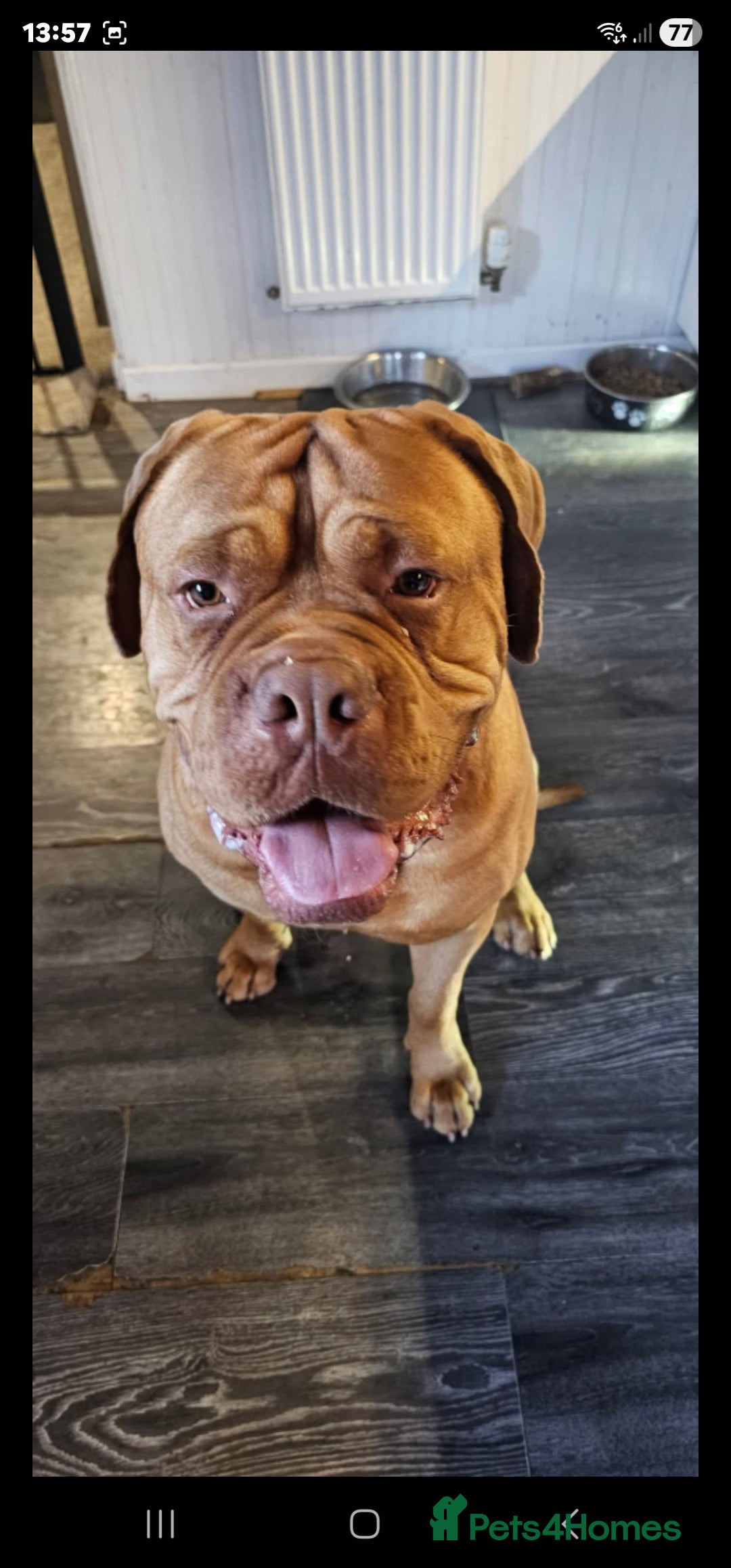 Dogue De Bordeaux dogs for sale: This is hooch male 3 years old  - Advert 2
