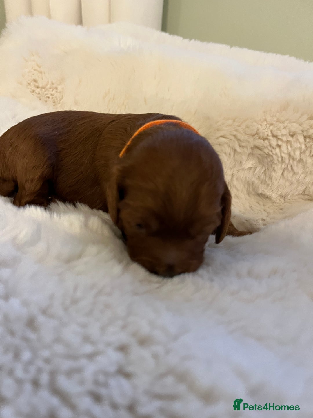 Cavapoo dogs for sale: Stunning chunky cavapoos - Advert 10