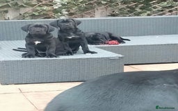 Cane Corso dogs for sale: Cane Corso puppies 14/11/25 - Image 4