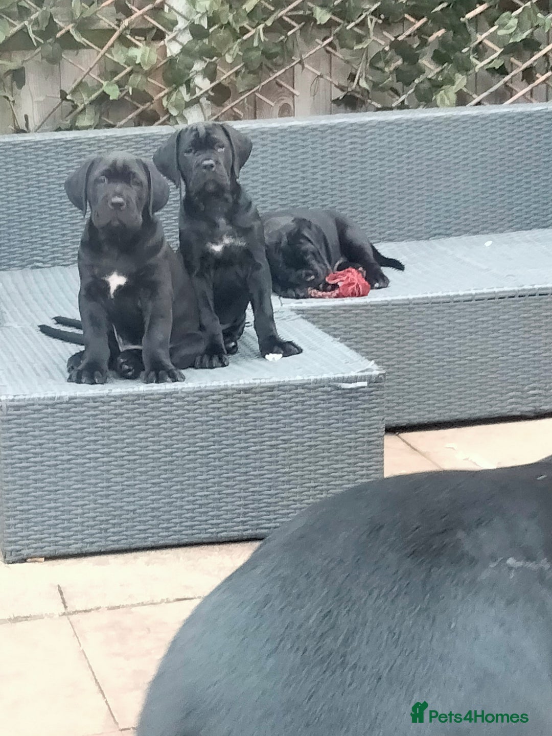 Cane Corso dogs for sale: Cane Corso puppies 14/11/25 - Image 4