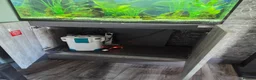 Tetras fish for sale: Evolution Aqua  D-D Aqua Freshwater 900 fish tank - Advert 6