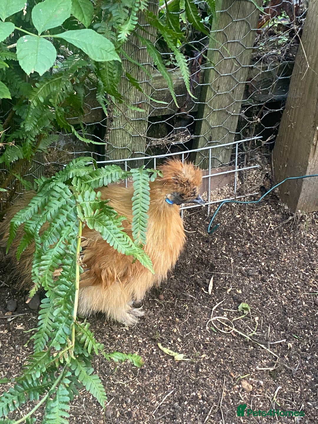 Chickens poultry for sale: Bantam silkie  - Image 3
