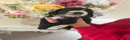Cocker Spaniel dogs for sale: Show cocker spaniels  - Advert 5
