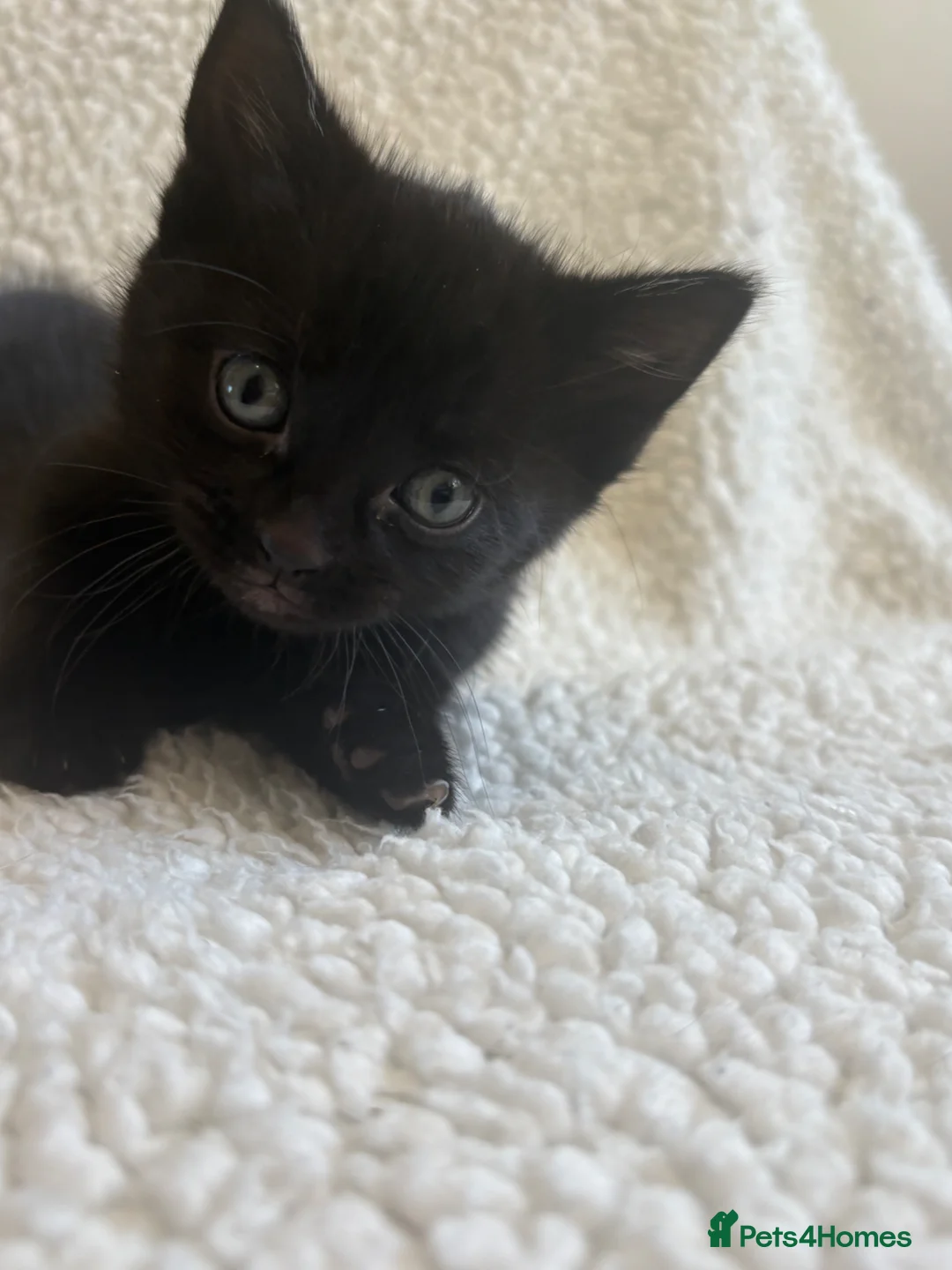 British Longhair cats for sale: Kittens - Advert 2
