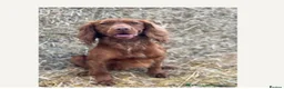 Cocker Spaniel dogs for sale: 2 KC Cocker-Spaniel for Sale - Advert 2