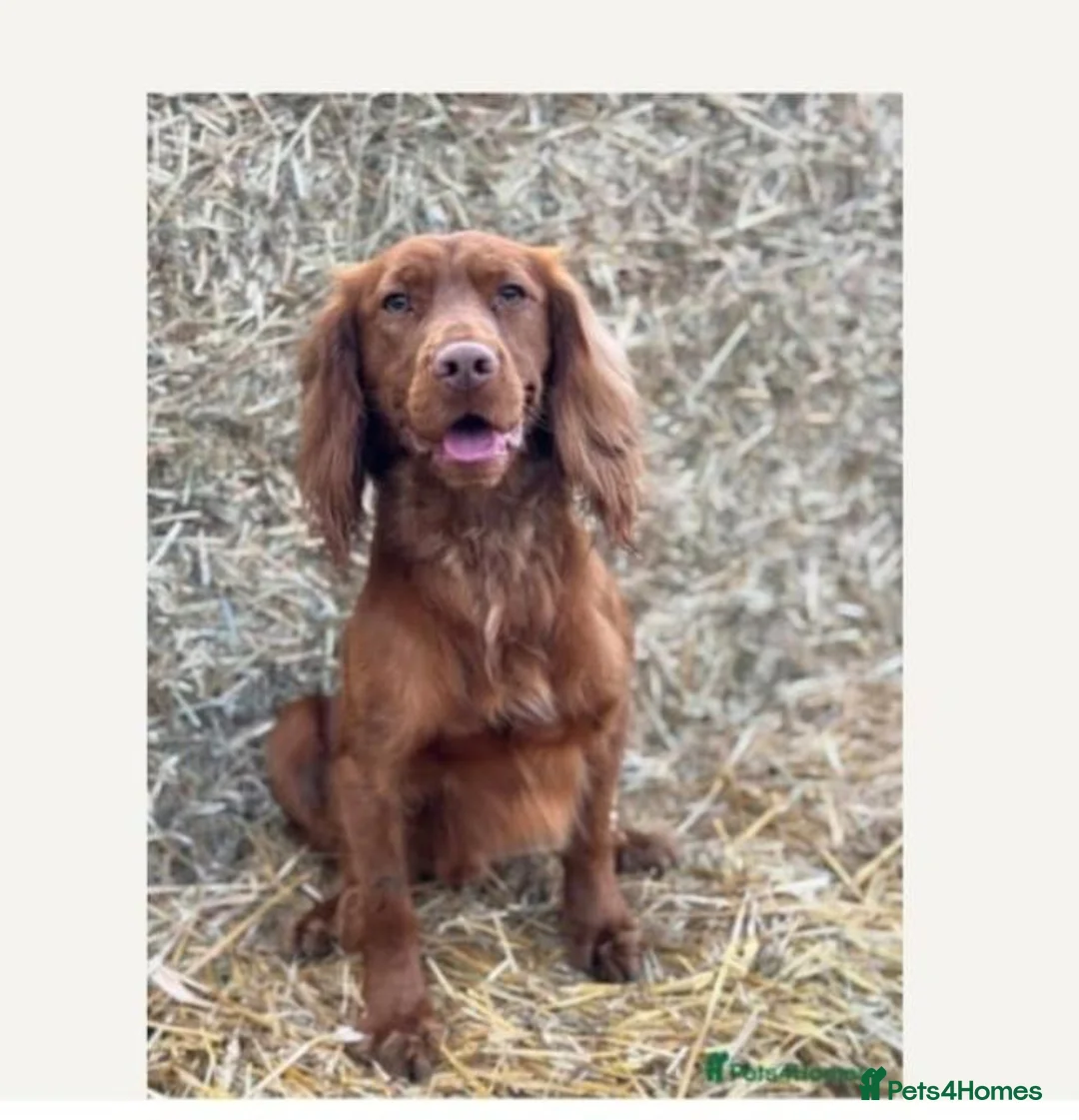 Cocker Spaniel dogs for sale: 2 KC Cocker-Spaniel for Sale - Advert 2