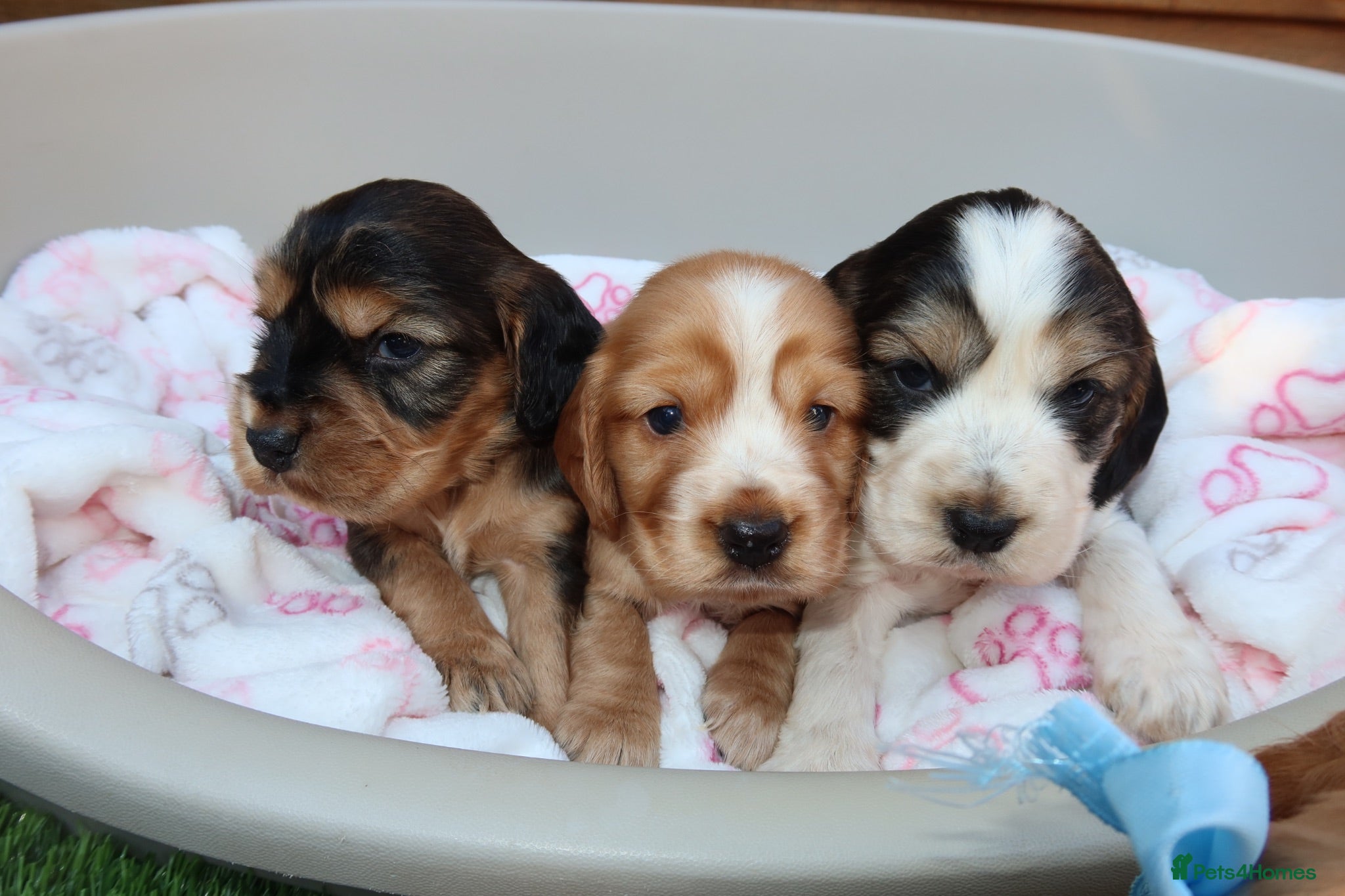 Cocker Spaniel dogs Beautiful show type cocker spaniel puppy’s  - Advert 2