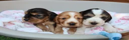 Cocker Spaniel dogs for sale: Beautiful show type cocker spaniel puppy’s  - Advert 2