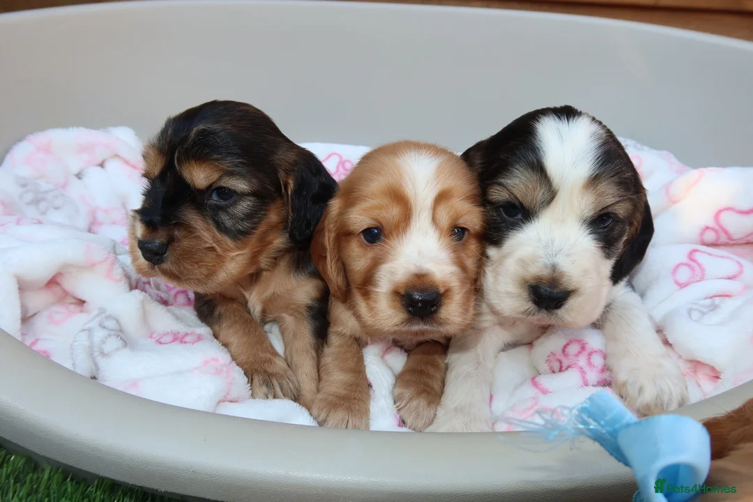 Cocker Spaniel dogs for sale: Beautiful show type cocker spaniel puppy’s  - Advert 2