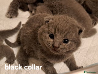 British Shorthair cats British Shorthair Blue - Advert 5