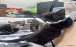 Mixed Breed cats for sale: 8 Gorgeous kittens looking for their forever homes - Image 1