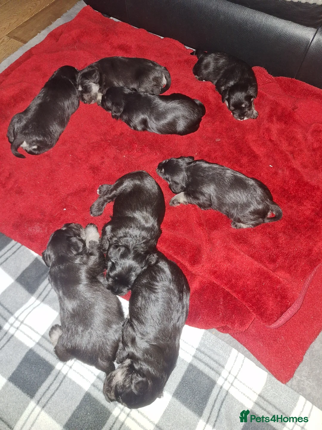 Miniature Schnauzer dogs for sale: 8 adorable miniature schnauzer puppies  - Advert 2