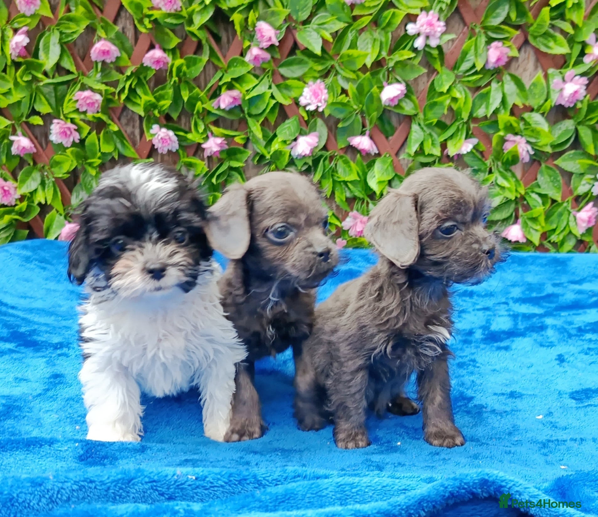 Shihpoo dogs STUNNING SHIHPOO FIRST GEN HEALTH TESTED  - Advert 10