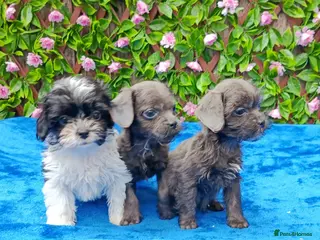 Shihpoo dogs STUNNING SHIHPOO FIRST GEN HEALTH TESTED - Advert 10
