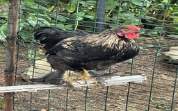 Chickens poultry for sale: Young cockerel free to good home  - Image 3