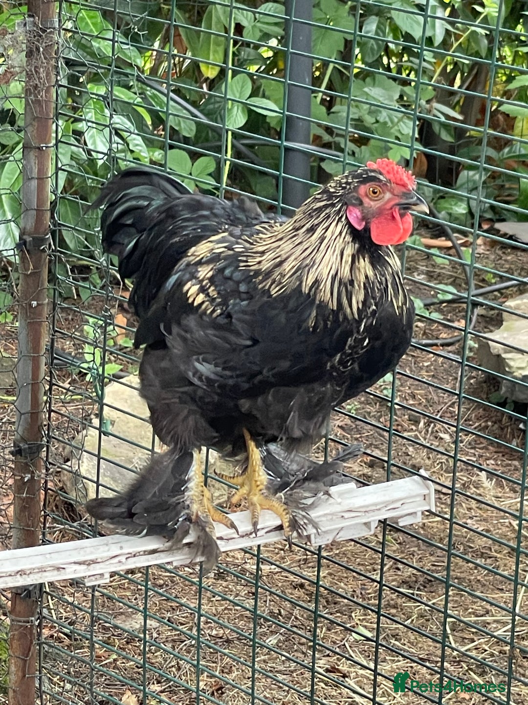 Chickens poultry for sale: Young cockerel free to good home  - Image 3