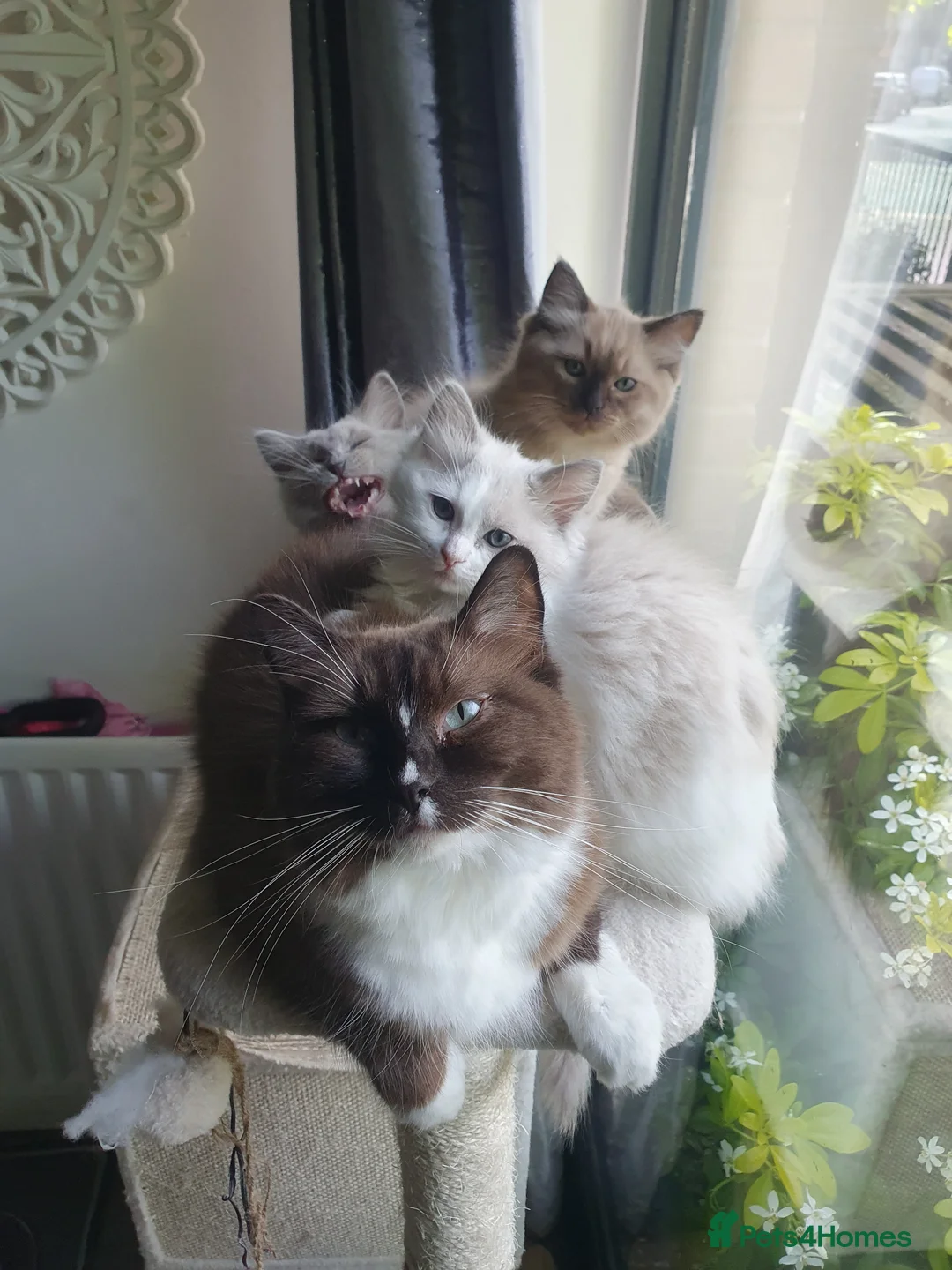 Ragdoll cats for sale: Blue Mink Cherubim Ragdoll kitten (green-eyed boy) - Advert 8