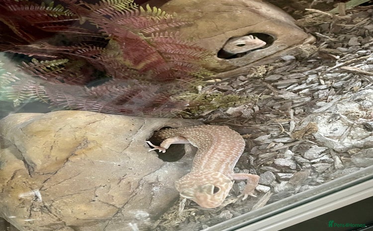 Leopard Gecko reptiles - Advert 1