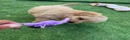 Mixed Breed dogs for sale: Ready to leave!!! - Advert 14
