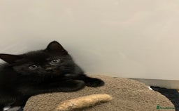 Mixed Breed cats for sale: Black Mixed Breed Kittens - Image 6