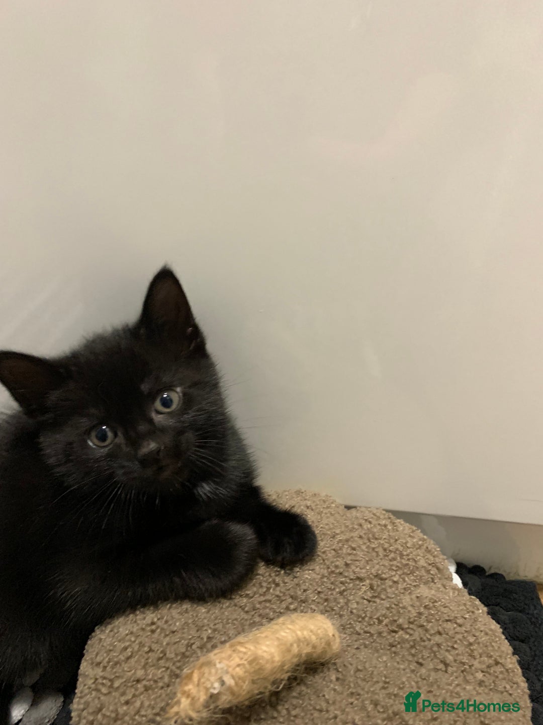 Mixed Breed cats for sale: Black Mixed Breed Kittens - Image 6