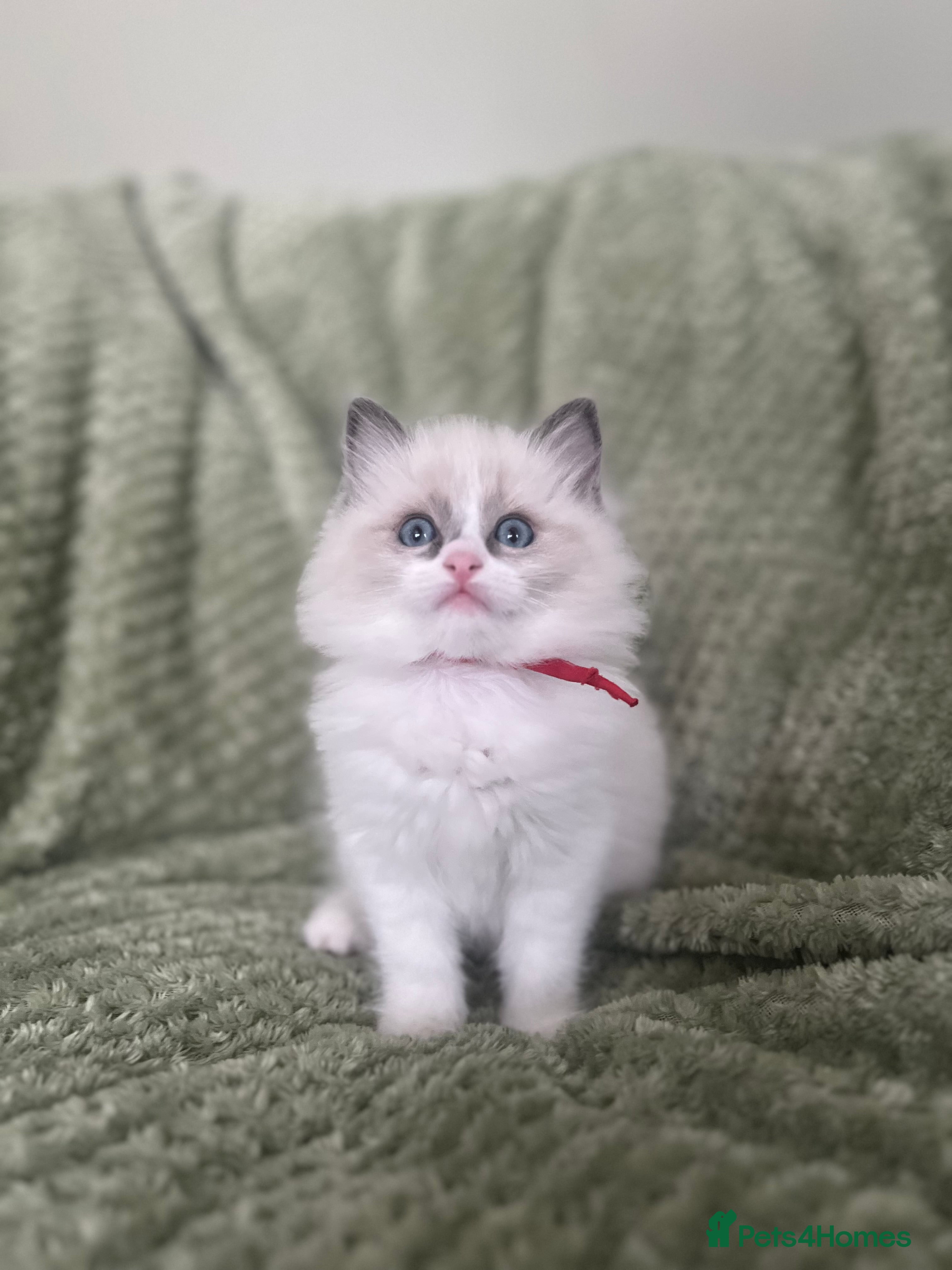 Ragdoll cats Stunning ragdolls looking for 5* homes.  - Advert 17