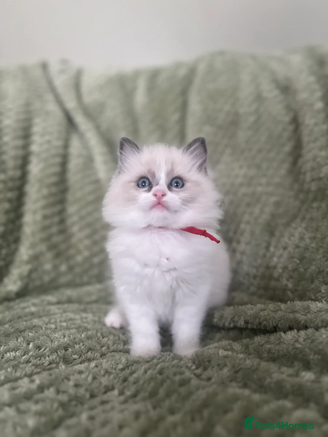 Ragdoll cats for sale: Stunning ragdolls looking for 5* homes.  - Advert 1