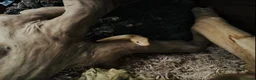 Corn Snake reptiles for sale: Two beautiful snakes for sale - Advert 1