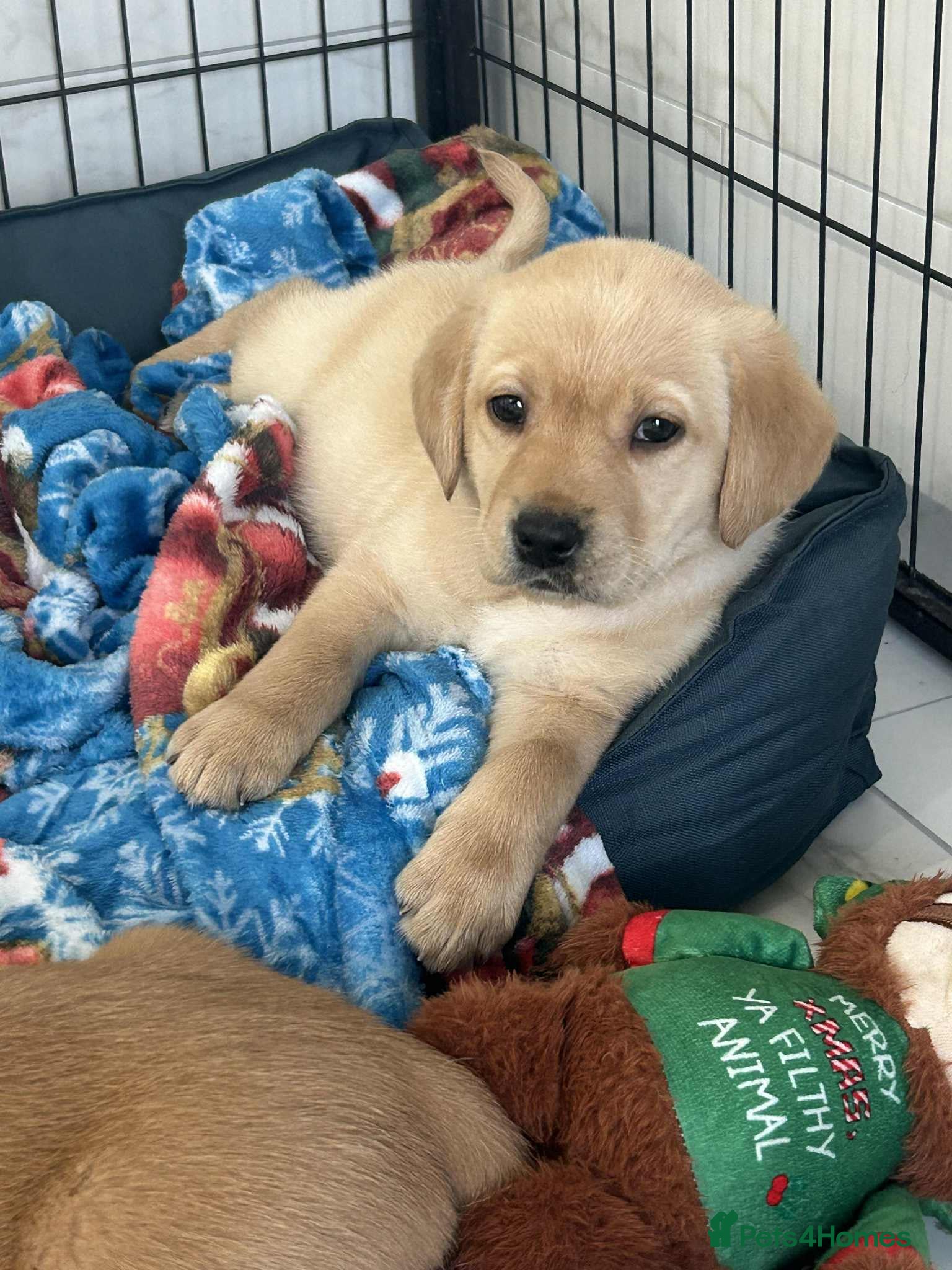 Labrador Retriever dogs Gorgeous Fox Red & Yellow Labrador Puppies - Advert 10