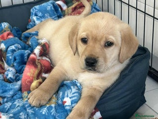 Labrador Retriever dogs Gorgeous Fox Red & Yellow Labrador Puppies - Advert 10