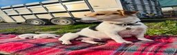 Jack Russell dogs for sale: DOCKED Beautiful White & Tri coloured Girls  - Advert 2