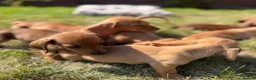 Miniature Dachshund dogs for sale: READY TO LEAVE🏆💙💖 KC REG 5 STAR BREEDER💙💖🏆 - Advert 24