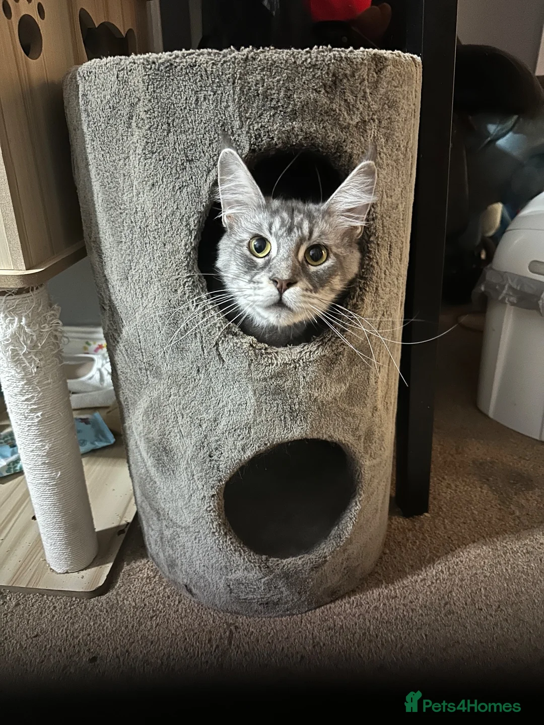 Maine Coon cats for sale: Tica reg Maine coons - Advert 1