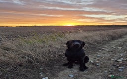 Labrador Retriever dogs for sale: Wonderful black Labrador, health forces sale. - Image 2