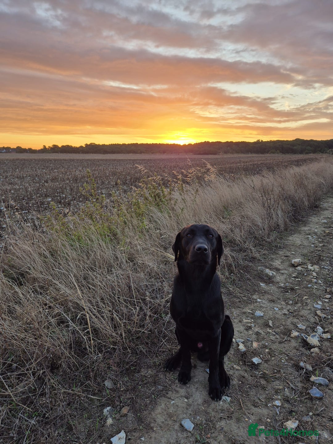 Labrador Retriever dogs for sale: Wonderful black Labrador, health forces sale. - Image 2