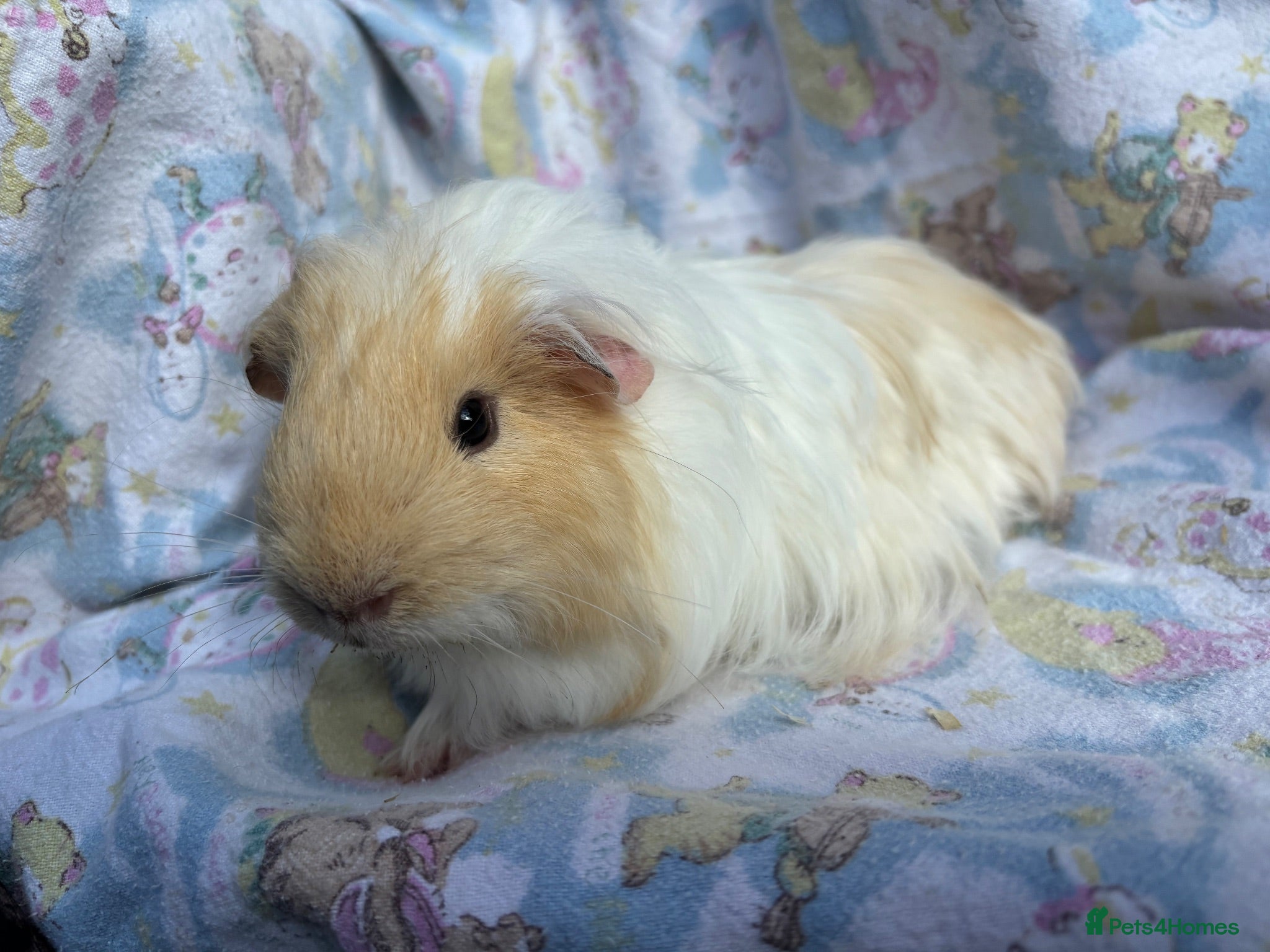 Guinea Pig rodents Stunning gold & white boar  - Advert 4