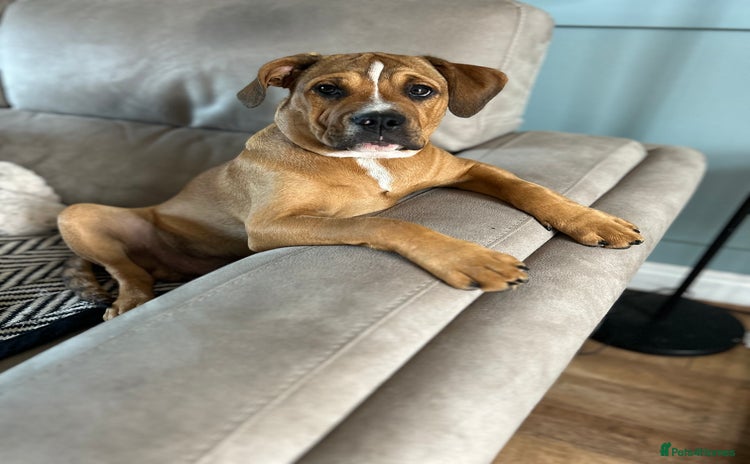 Mixed Breed dogs - Advert 2