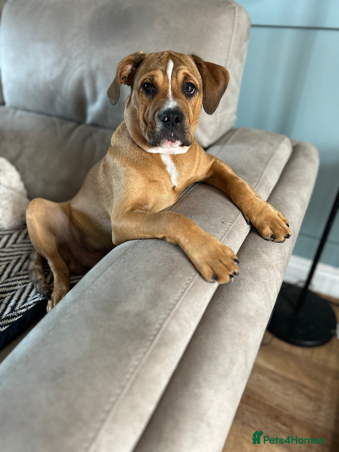 Mixed Breed dogs for sale: 5month old mixed breed  - Image 1