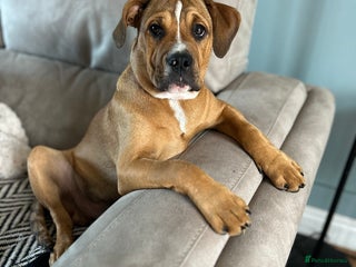Mixed Breed dogs - Advert 7