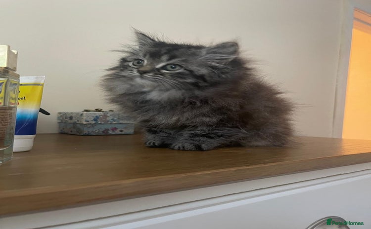 Persian cats - Advert 16
