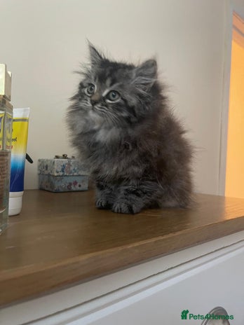 Persian cats - Advert 16